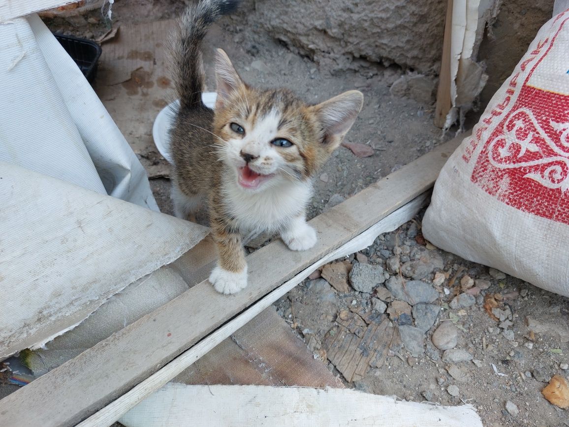 Котята в добрые руки