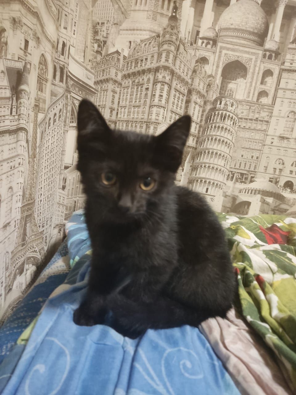 Котёнок  отдам в добрые руки