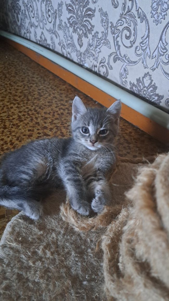 Отдам котят  бесплатно