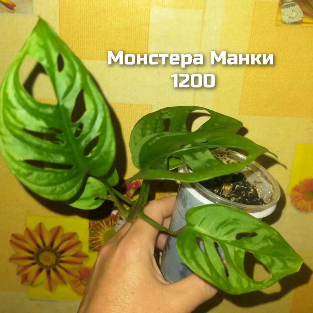 Комнатные растения