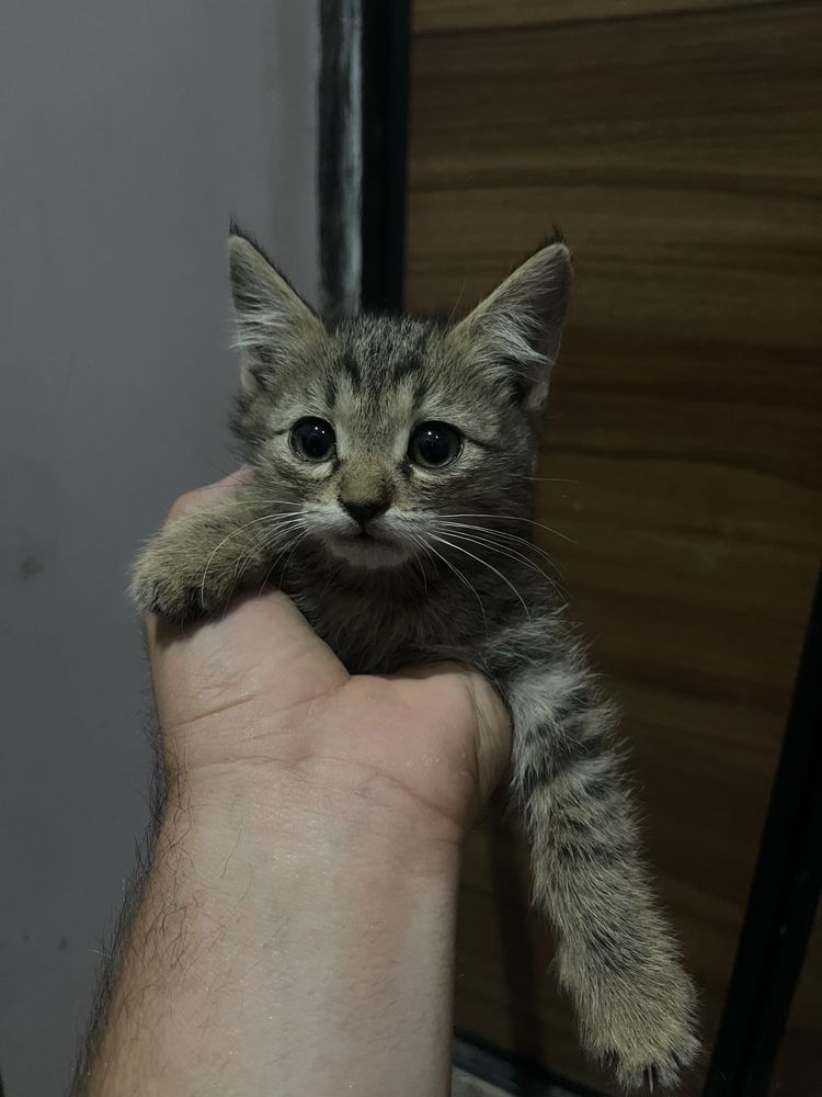 4 котята отдам в добрые руки