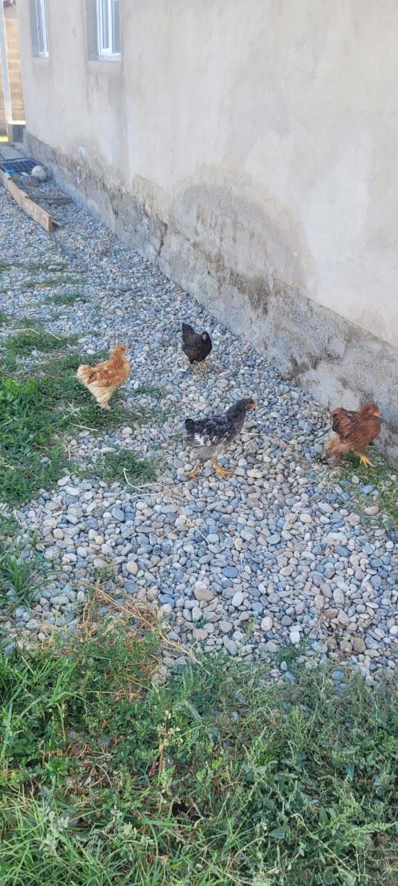 Продам куры ... домашних