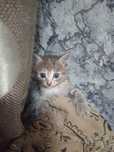 Отдам бесплатно котенка