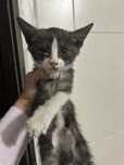 Котенок девочка