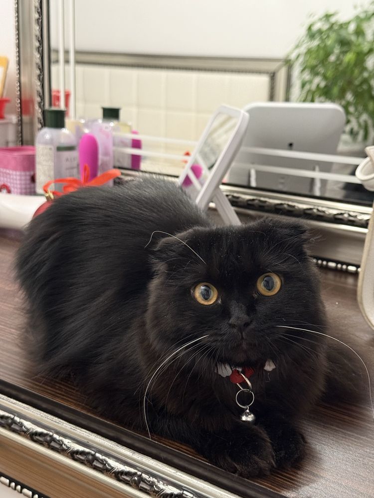 Кошка девочка ласковая