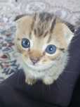 Котята шотландский вислоухий
