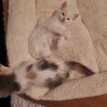 Домашние котята.