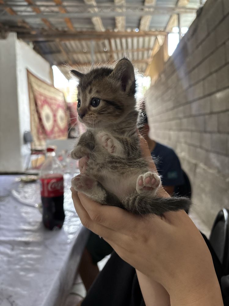 Кошка новорожденная