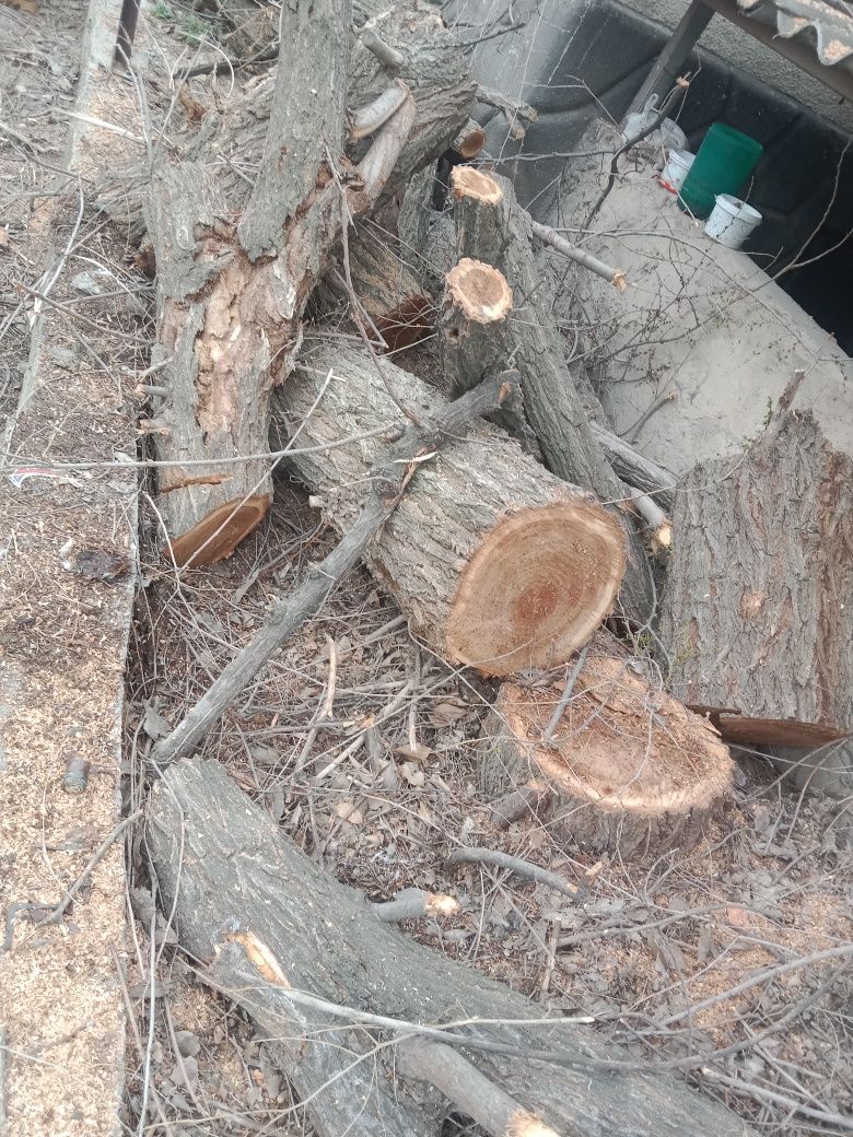 Дрова бесплатно всё