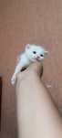 Бронь котят Шотландские