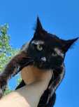 Кот, котенок подросток, менее года