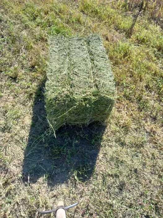 Продаю Люцерна, сено