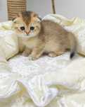 Вислоухие кОшечКа и коТик шотландские