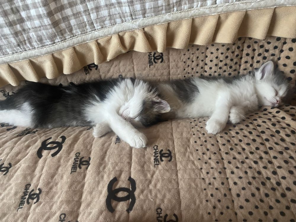 Котята  в добрые руки