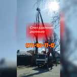 Спил обрезка деревьев пилим деревья агаш кесеміз валка снос расчистка