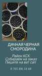 Черная смородина