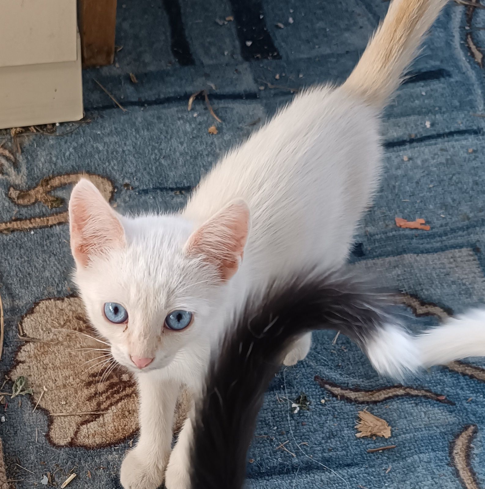 Отдам котят бесплатно в хорошие руки
