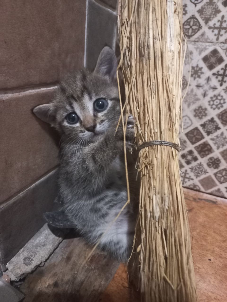 Котята 2 месяца.