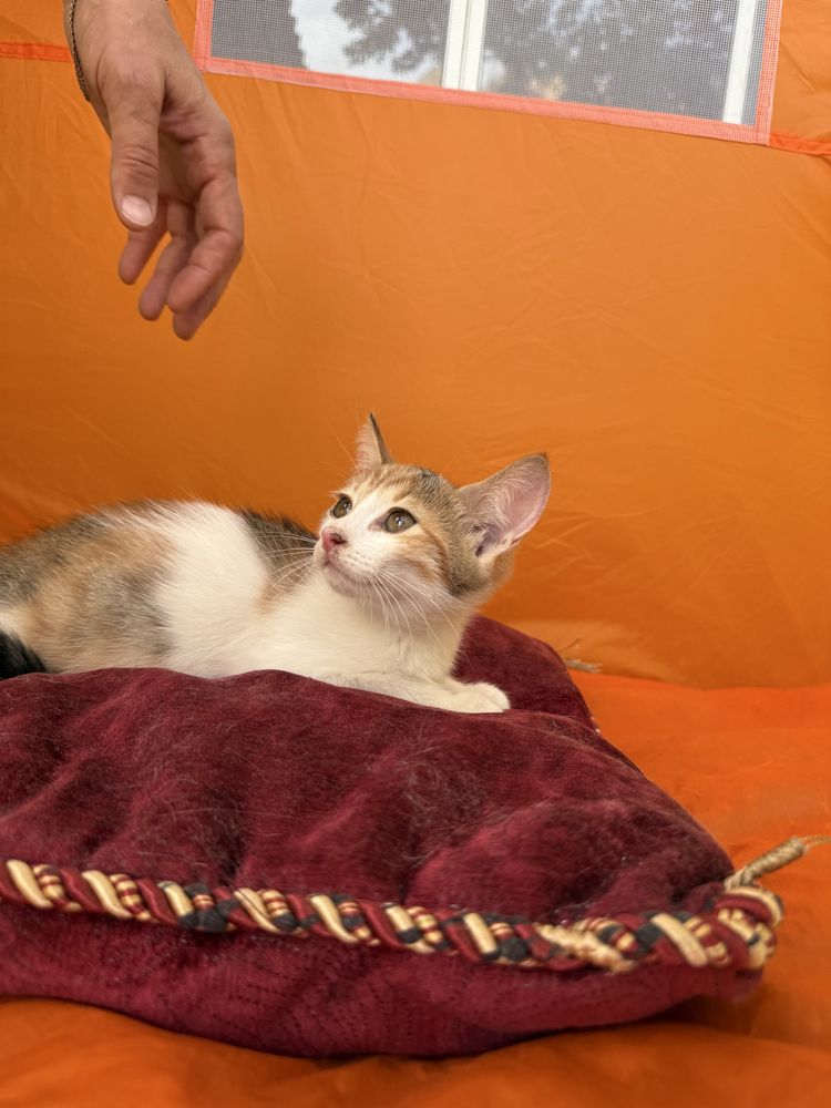 Котенок 2.5 месяца