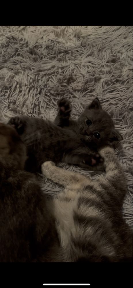 Котятки от депрессии)