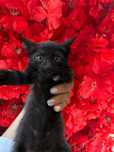 Котенок 1.5 мес. Мальчик