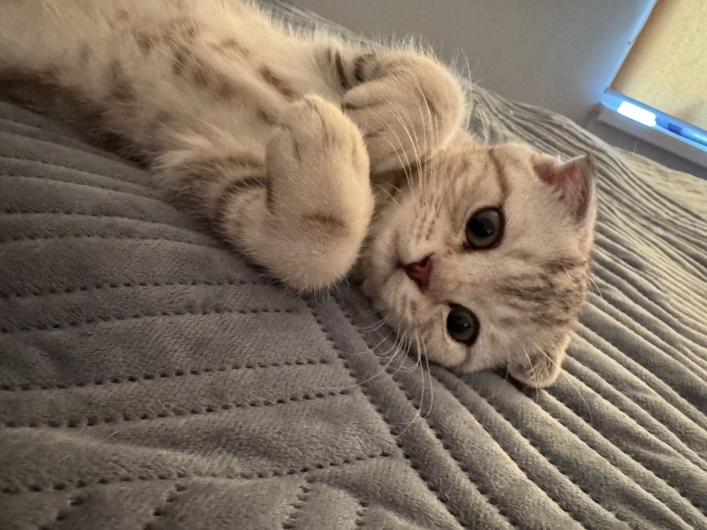 Котенок шотландка вислоухая