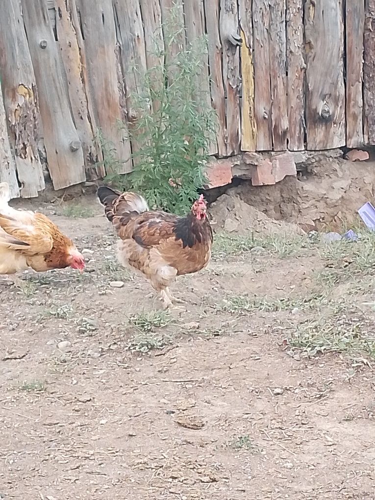 Продается курицы, тауық сатылады
