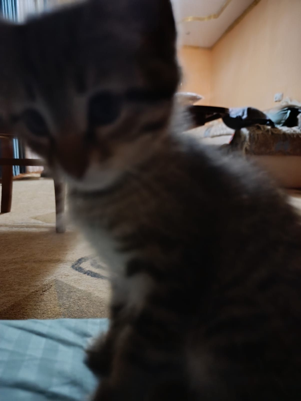 Отдам в хорошие руки котят