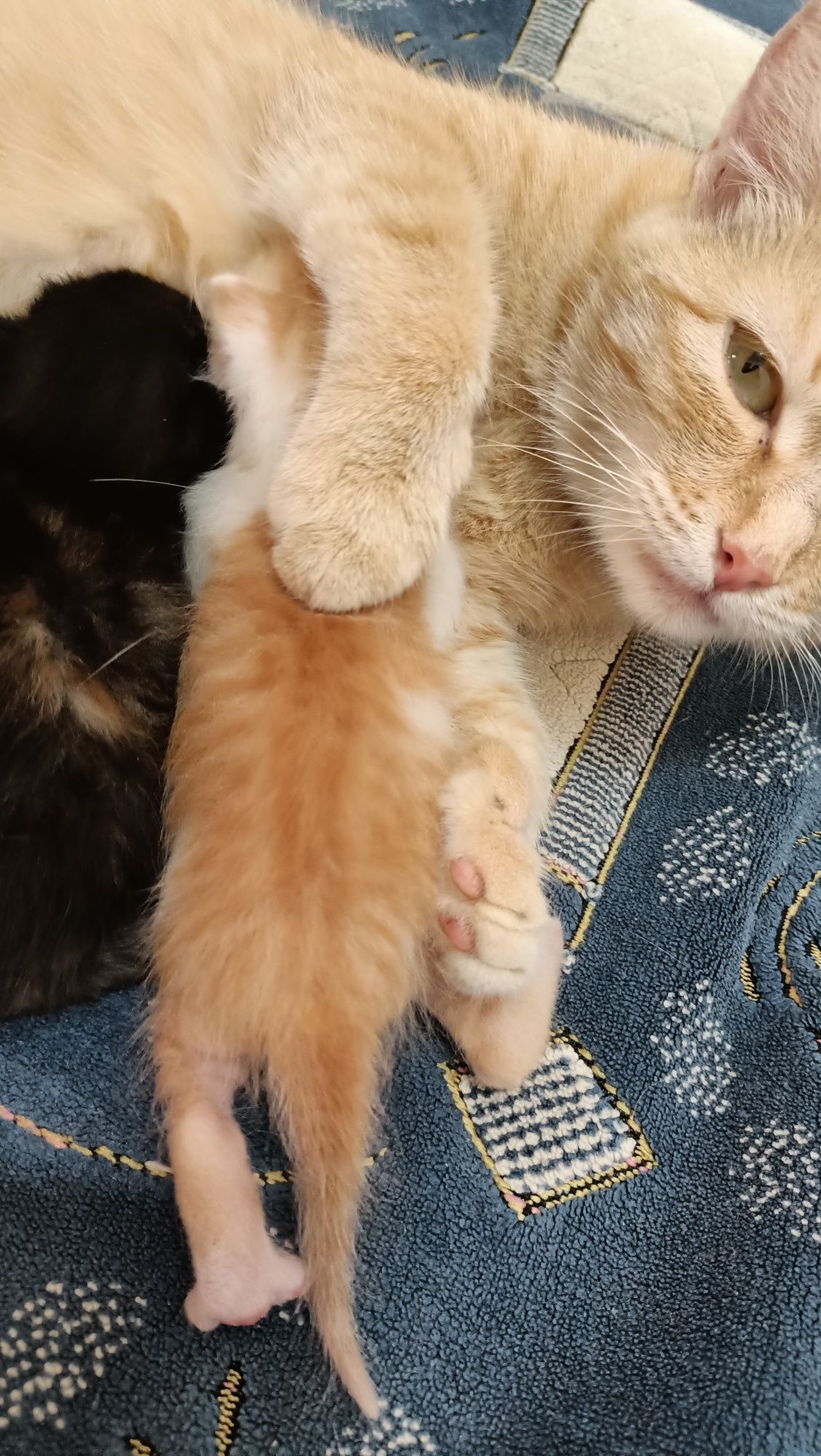Отдам рыжие котята