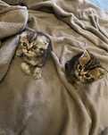 Пррдаются шотландские котята
