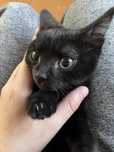 Отдам котенка в хорошие условия
