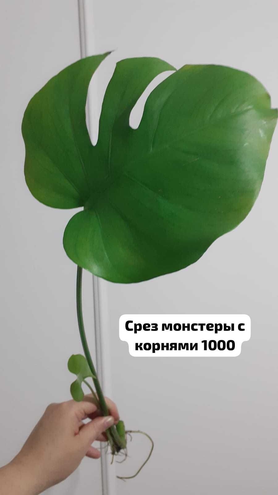 Продам домашние растения