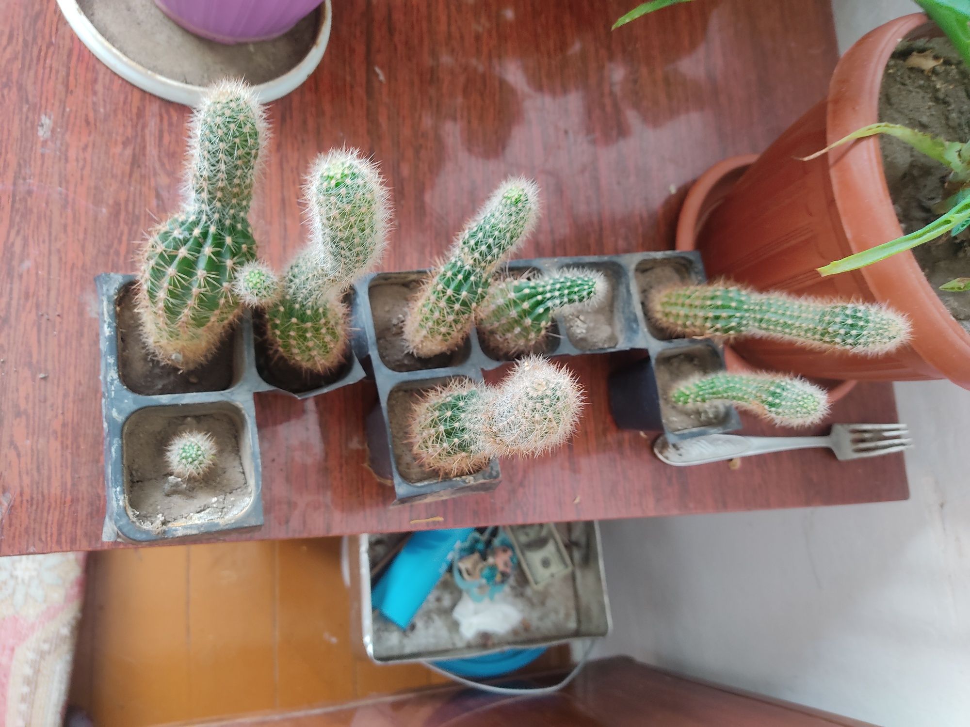 Продам дешево кактусы