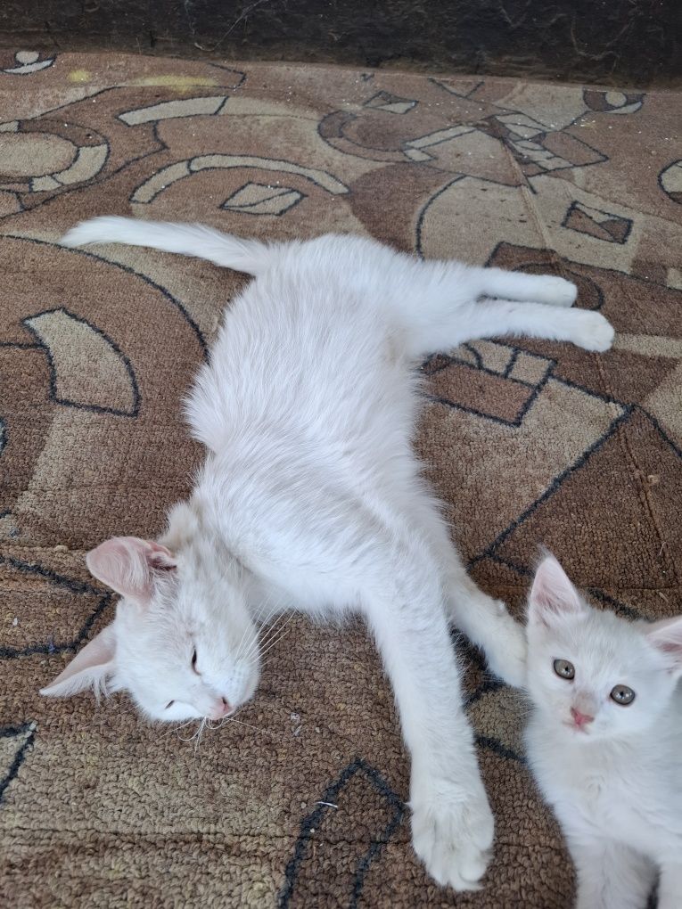 Турецкая кошка и котенок