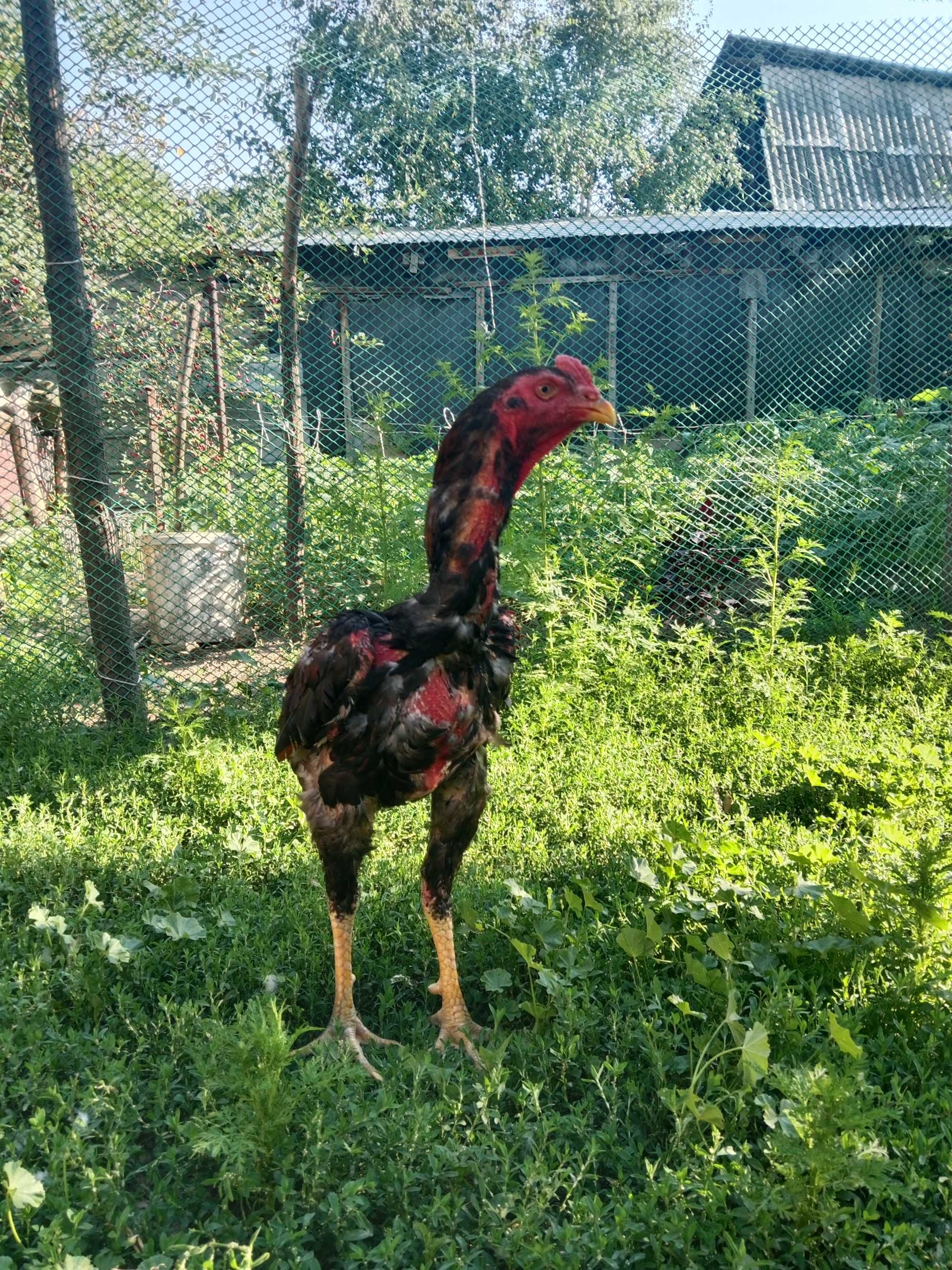 Дакан чистый корее