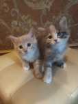 Котята красивые.