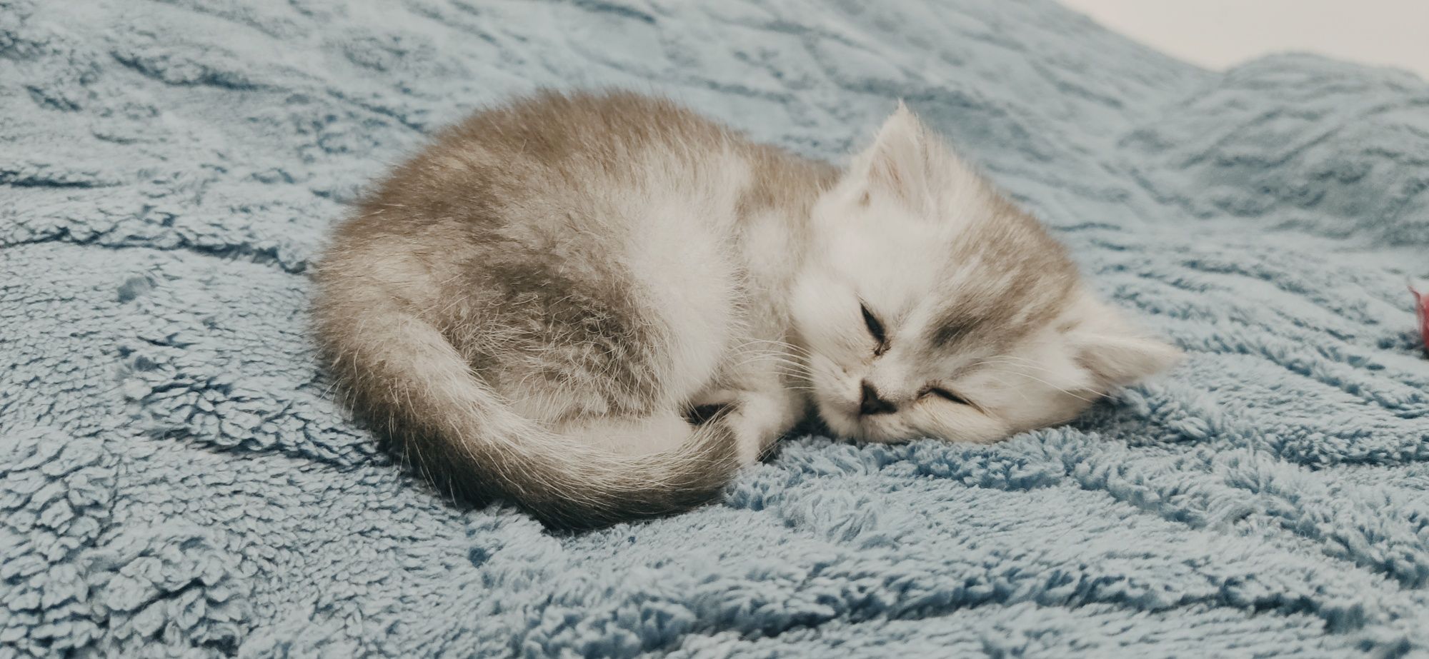 Британский шиншилла 1.5 месяца