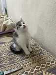 Котёнок 2 месяца