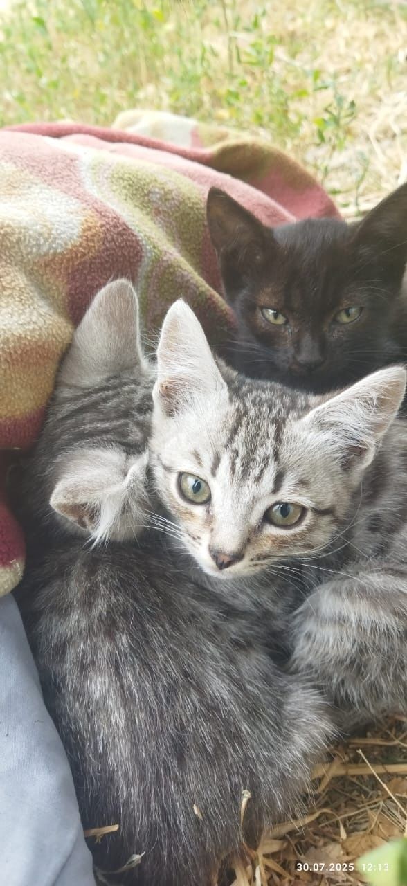 Отдам котят  в добрые руки