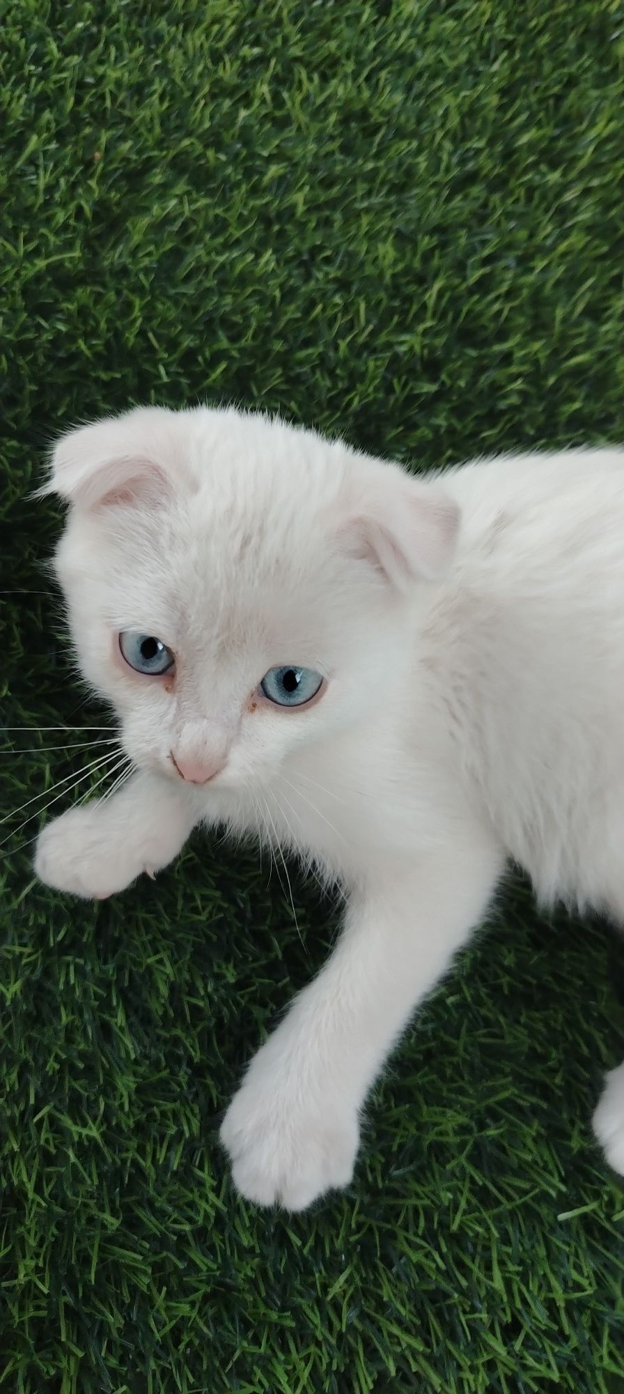 Отдам котика только в хорошие руки!