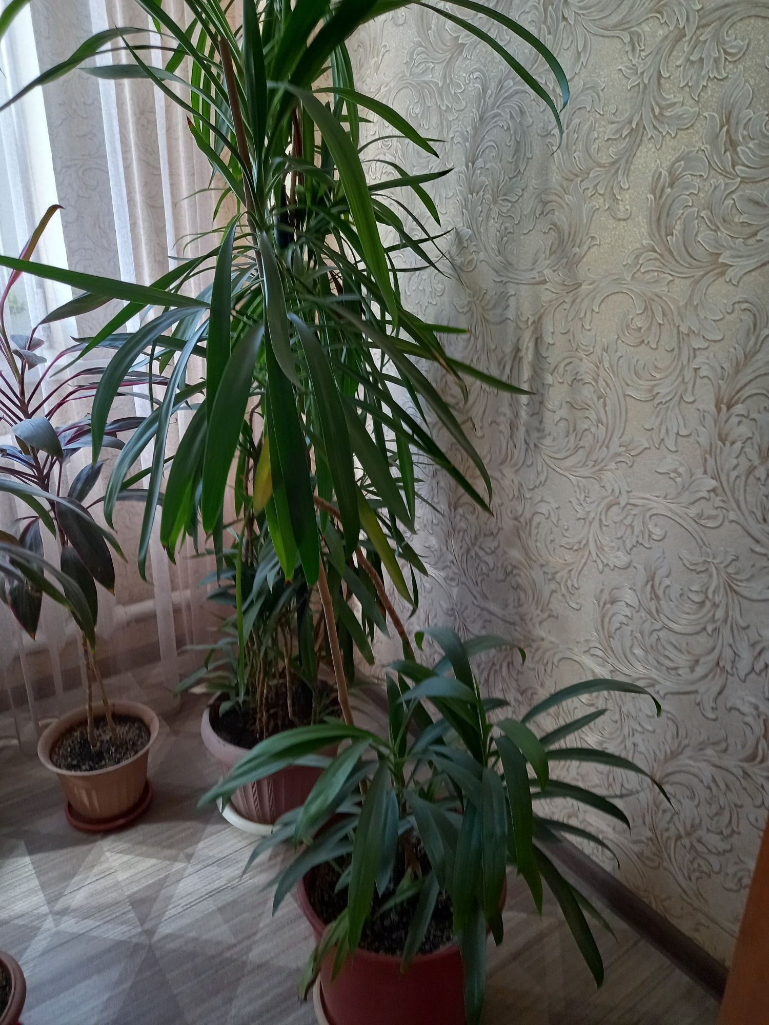 Комнатные цветы ,разные колеус и другие