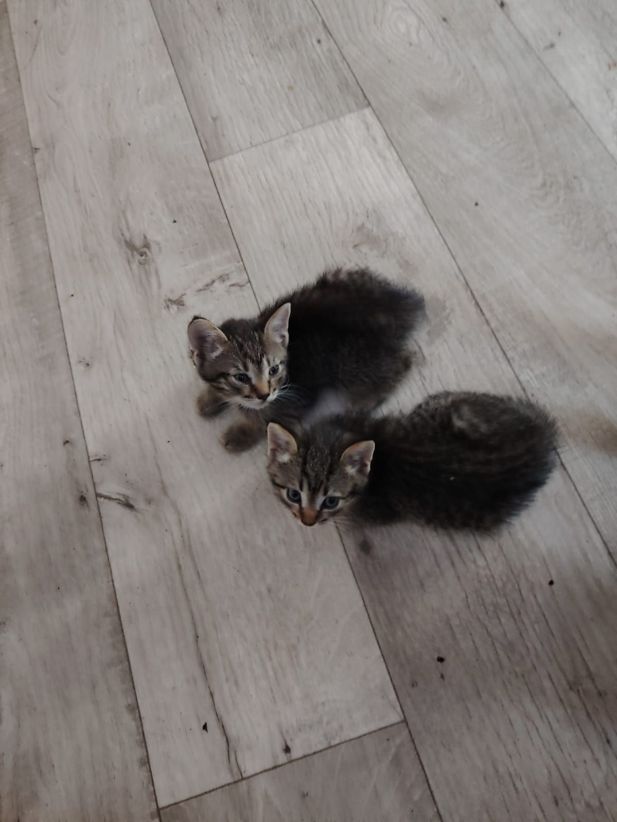 Отдам котят 2 мес