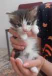 Отдам котят бесплатно