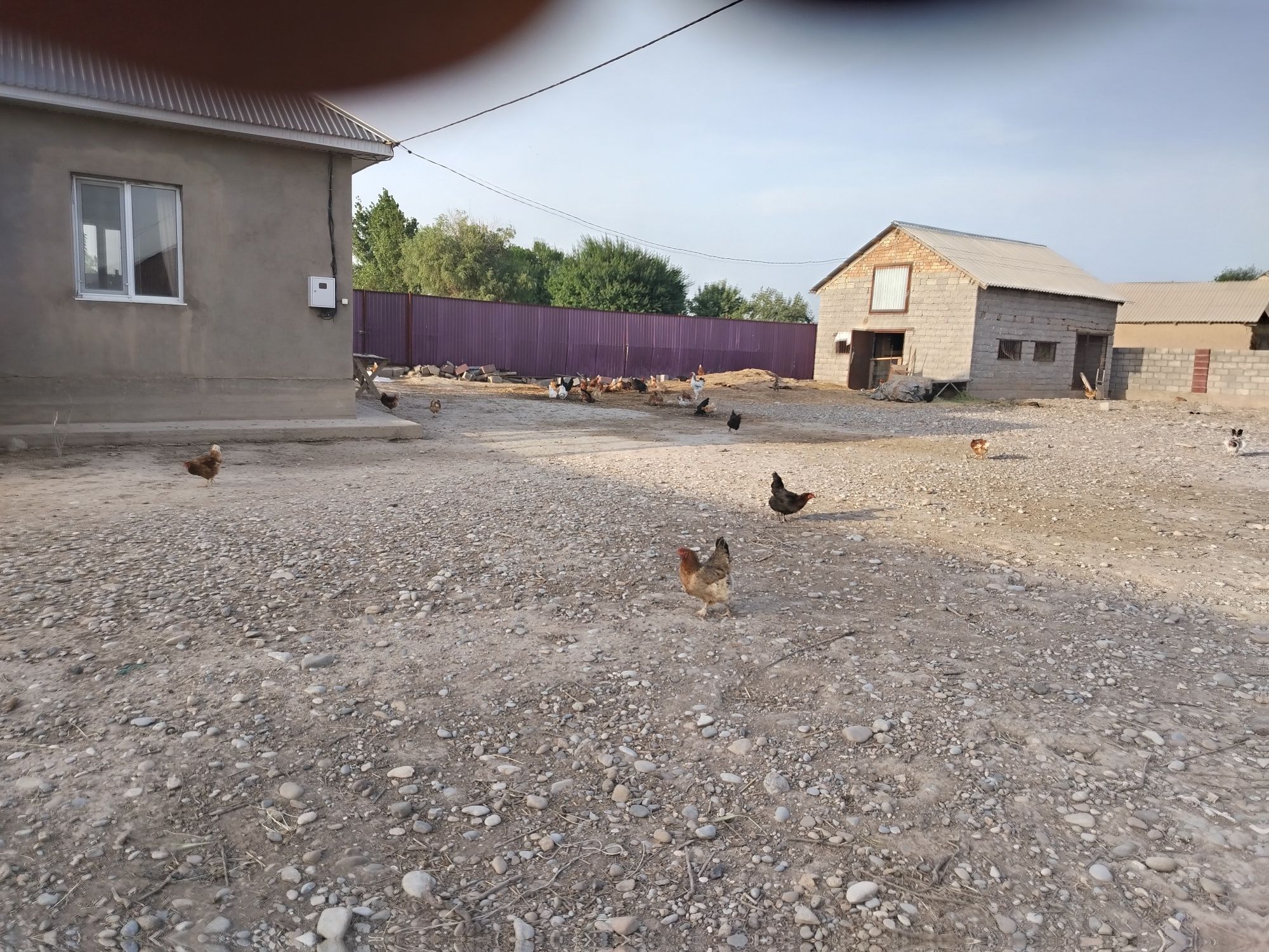 Срочно продам фазенду