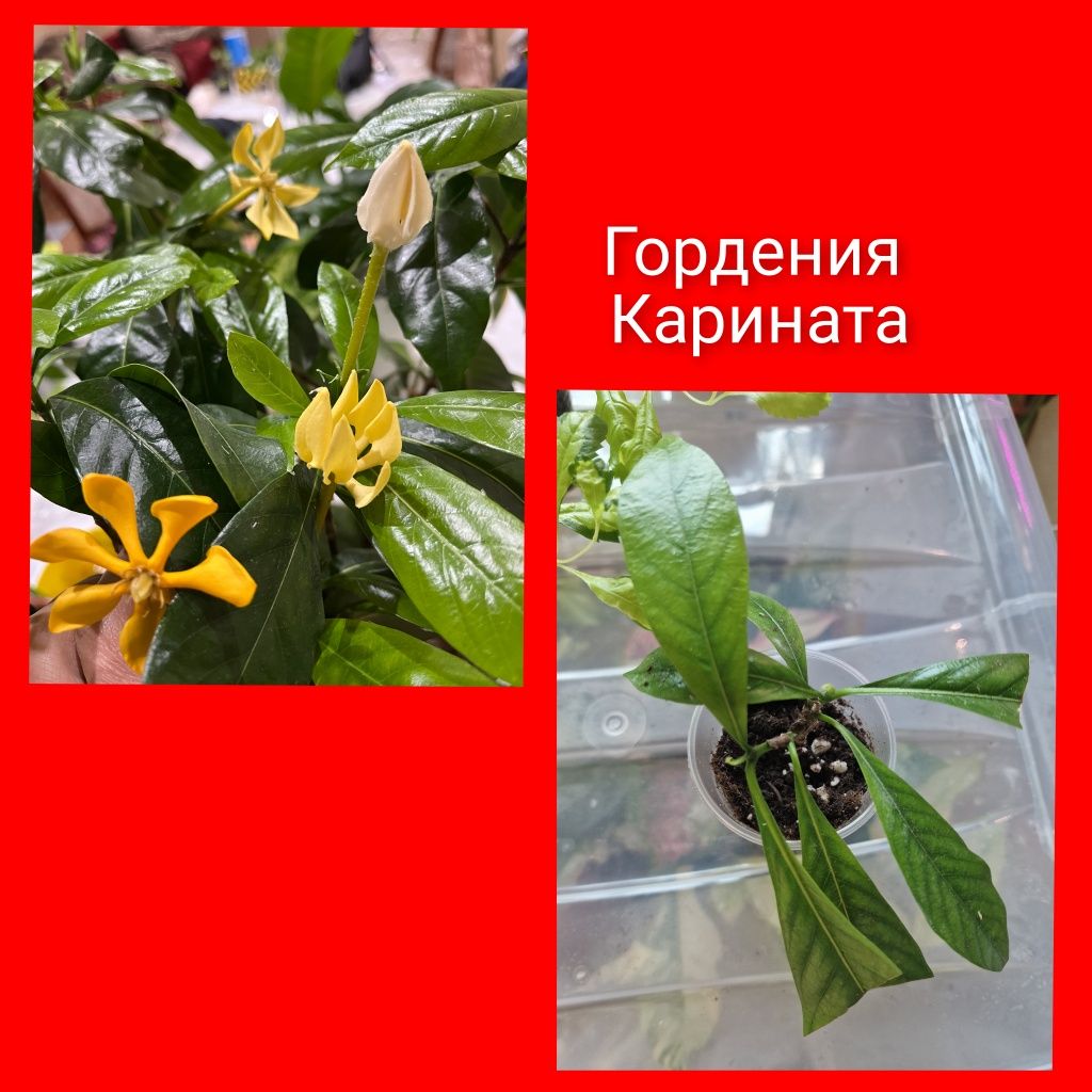 Гордении Индоминт Монстера  ЭкзотикаКлеродендрумы  !!!комнатные цветы