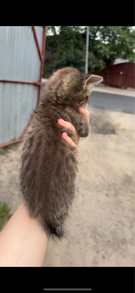 Милые котята