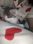 Домашний котёнок
