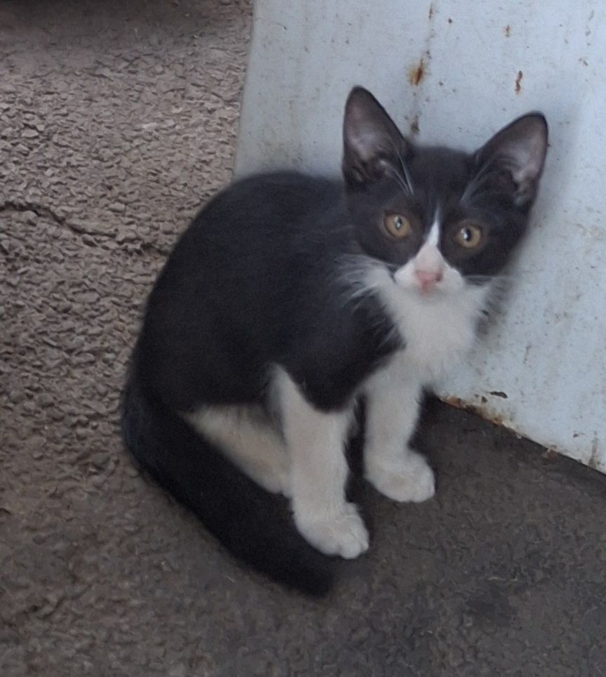Отдам котят в добрые руки!