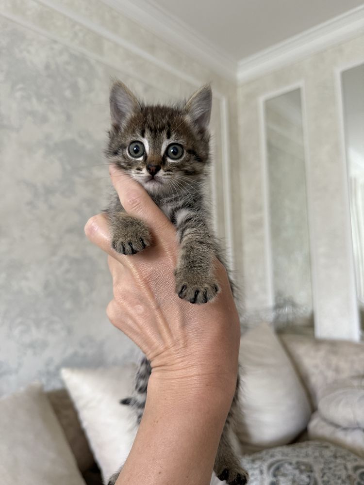 Отдам котят домашних