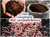 Биогумус. Калифорнийский черви.